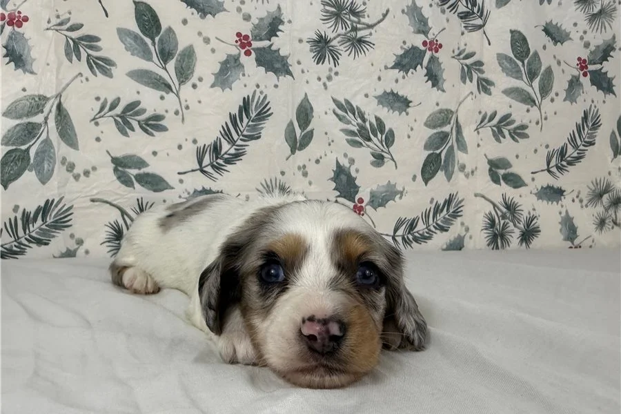 Rolling Dachshunds puppy