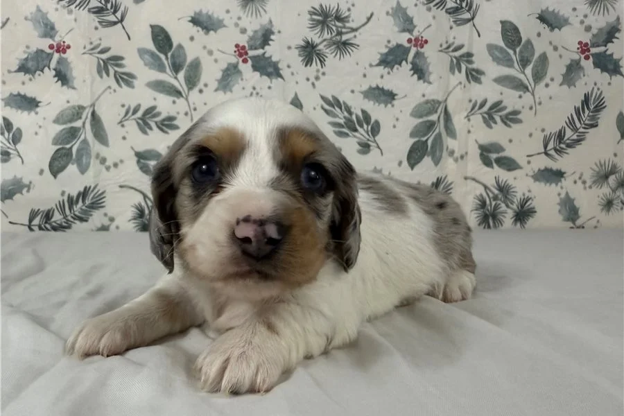 Rolling Dachshunds puppy