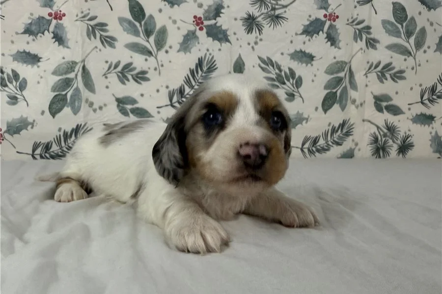 Rolling Dachshunds puppy