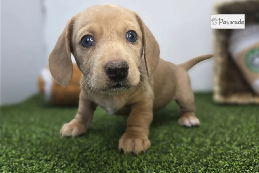 Rolling Dachshunds puppy