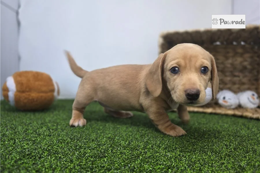 Rolling Dachshunds puppy