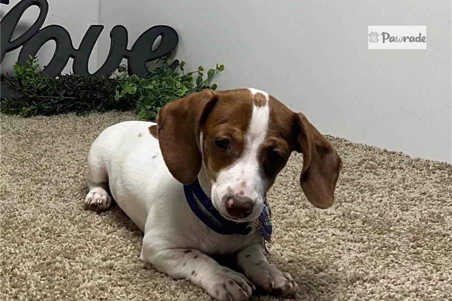 Rolling Dachshunds puppy