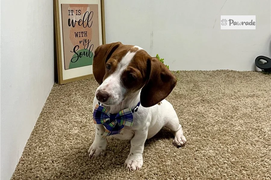 Rolling Dachshunds puppy