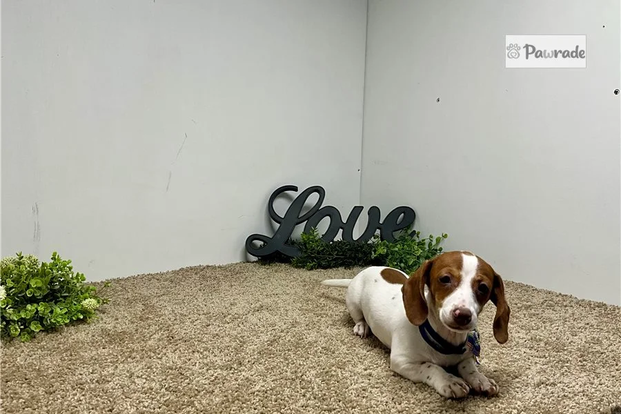 Rolling Dachshunds puppy