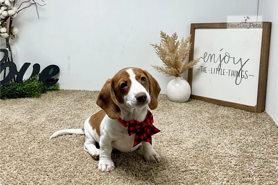 Rolling Dachshunds puppy