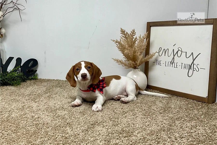 Rolling Dachshunds puppy