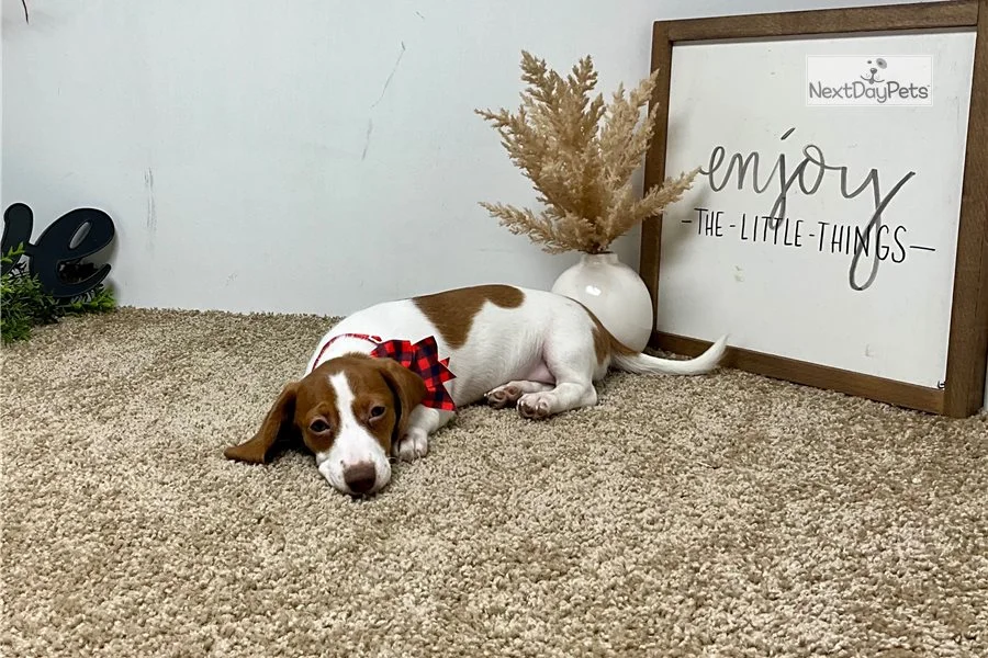 Rolling Dachshunds puppy
