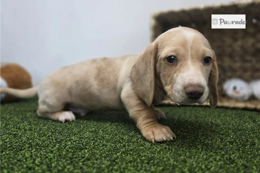 Rolling Dachshunds puppy