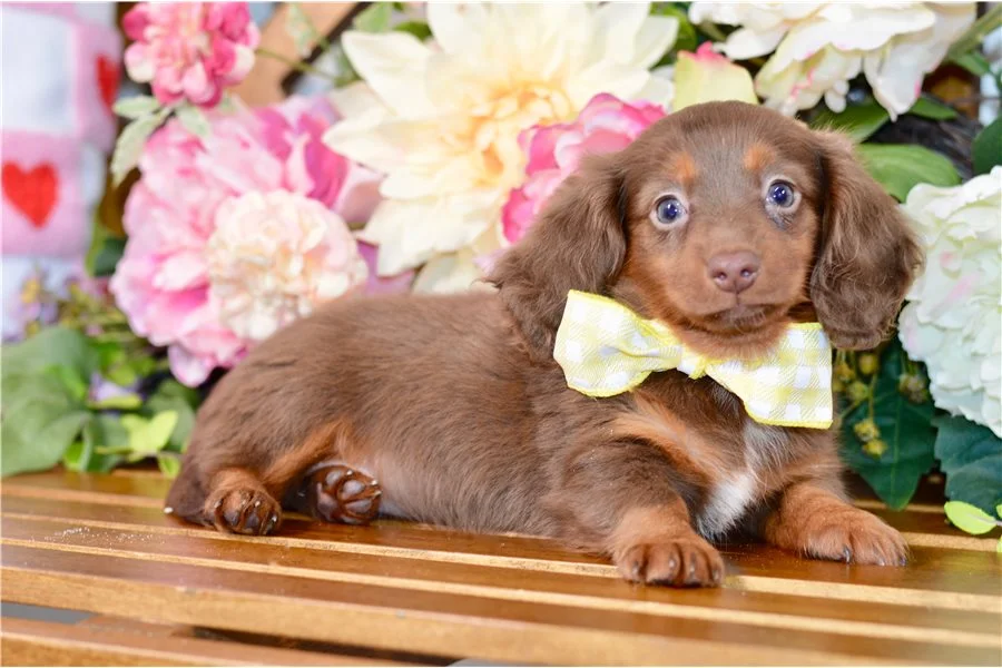 Rolling Dachshunds puppy