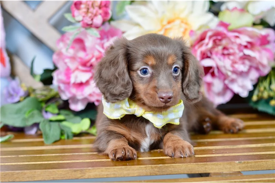 Rolling Dachshunds puppy