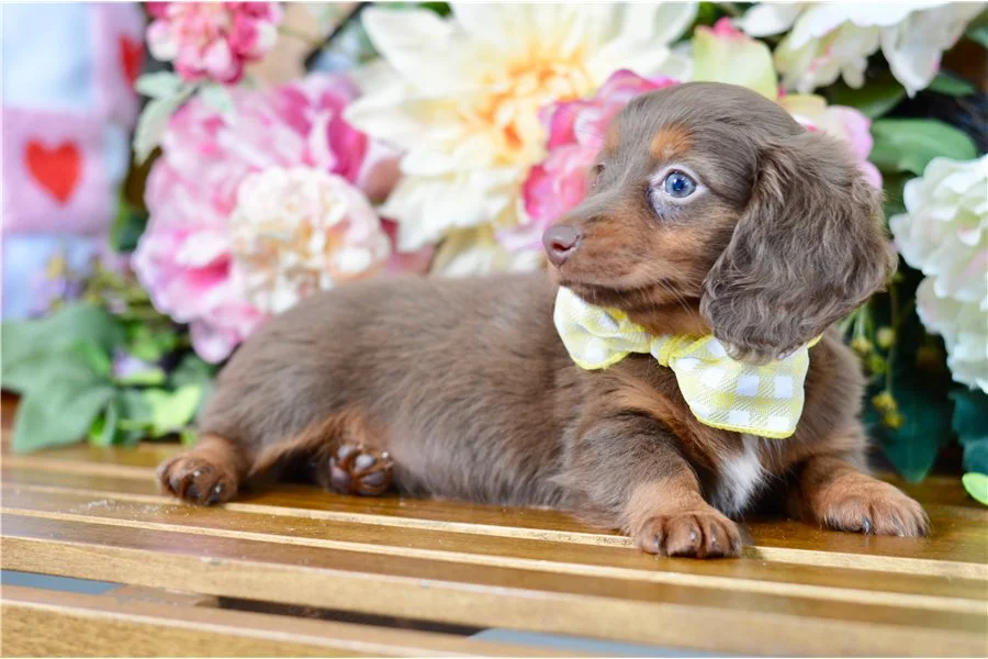 Rolling Dachshunds puppy