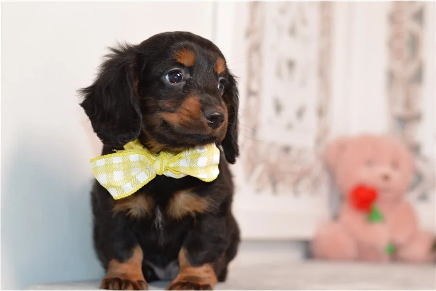 Rolling Dachshunds puppy