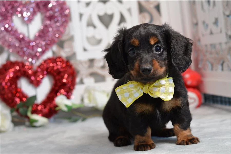 Rolling Dachshunds puppy
