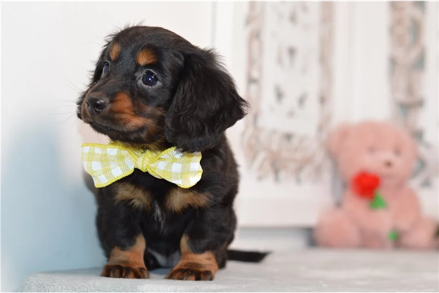 Rolling Dachshunds puppy