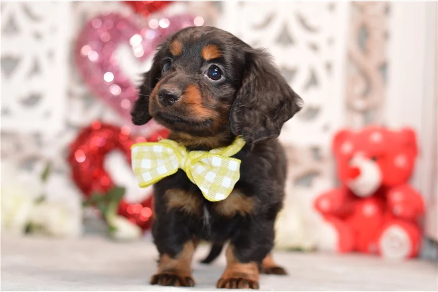 Rolling Dachshunds puppy