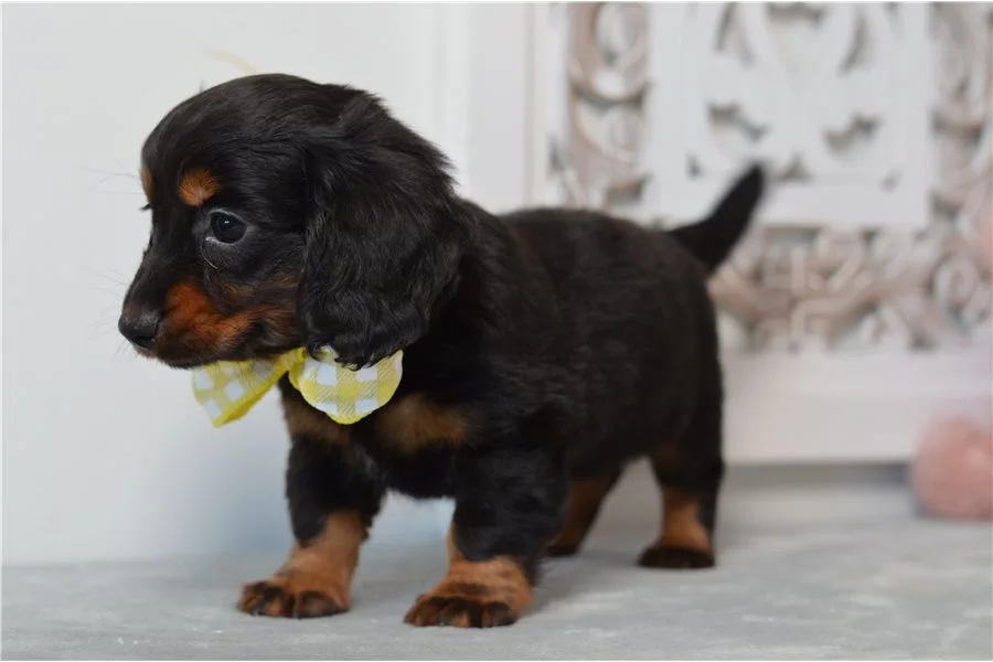 Rolling Dachshunds puppy