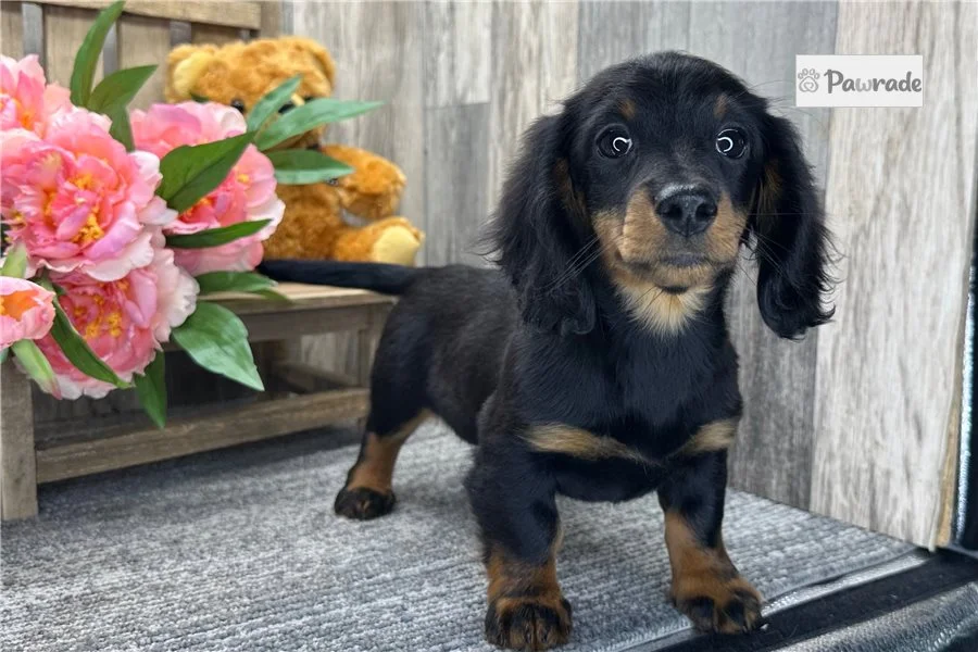 Rolling Dachshunds puppy