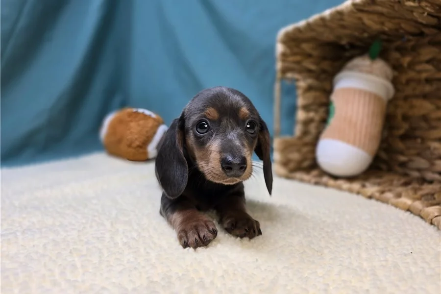 Rolling Dachshunds puppy
