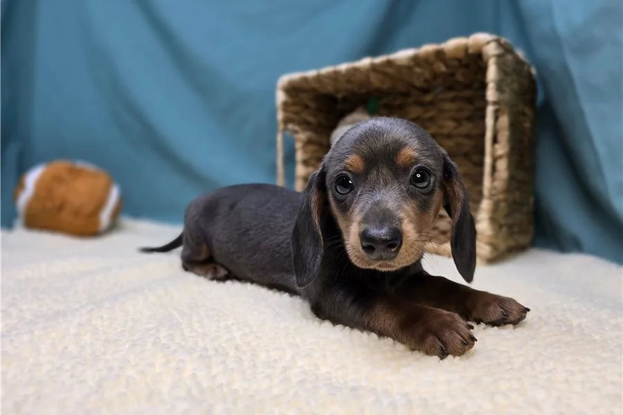 Rolling Dachshunds puppy