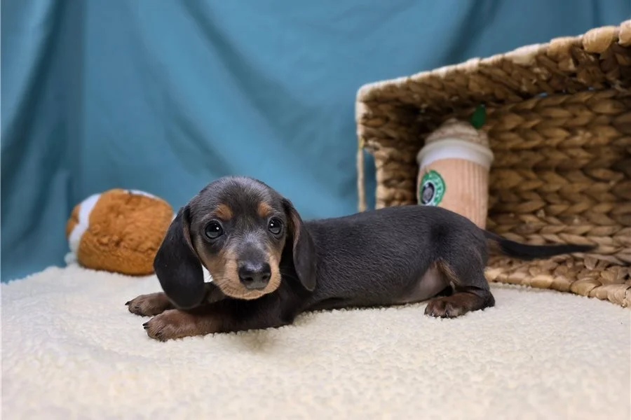 Rolling Dachshunds puppy