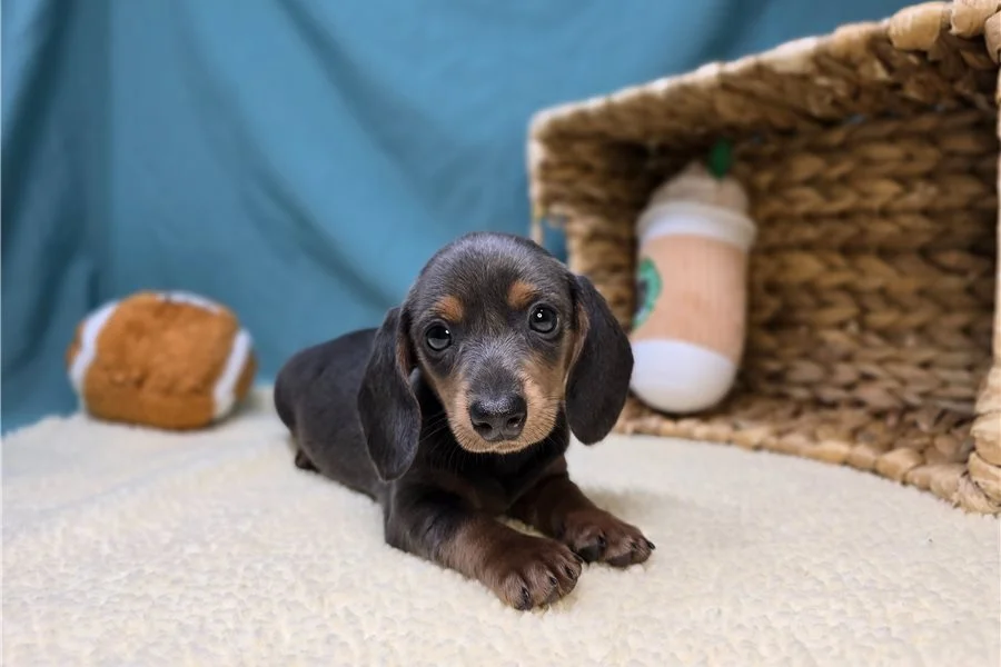 Rolling Dachshunds puppy