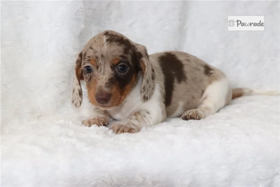 Rolling Dachshunds puppy