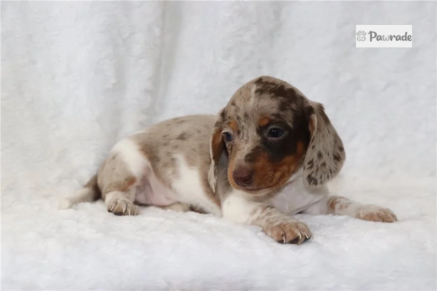 Rolling Dachshunds puppy