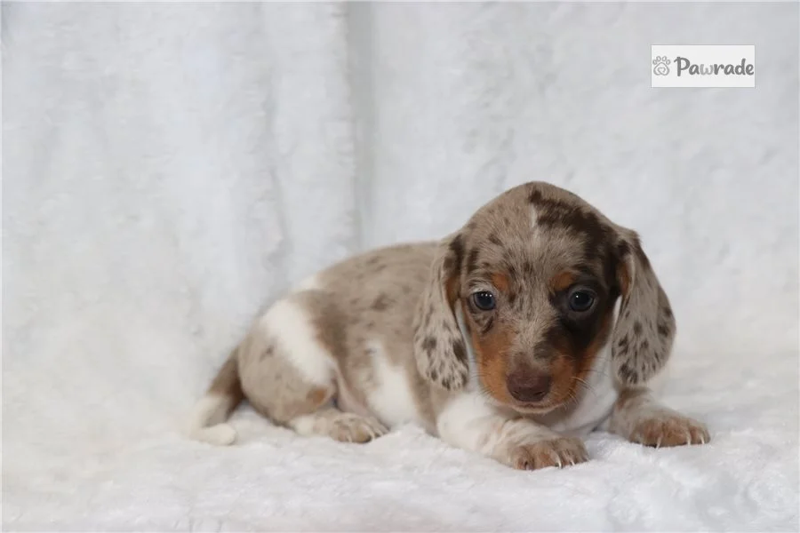 Rolling Dachshunds puppy