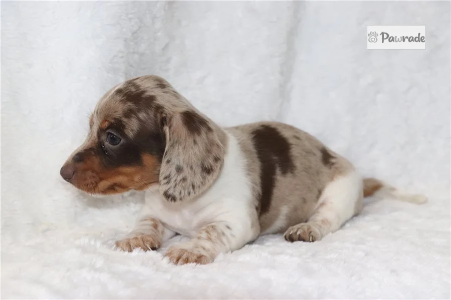 Rolling Dachshunds puppy