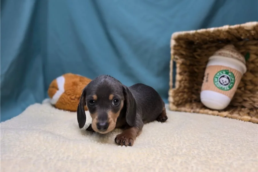 Rolling Dachshunds puppy