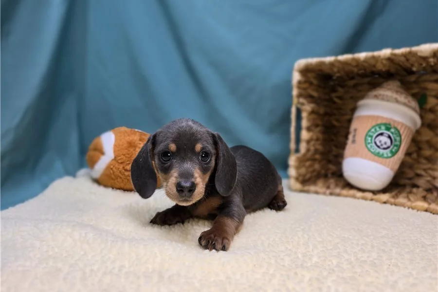 Rolling Dachshunds puppy