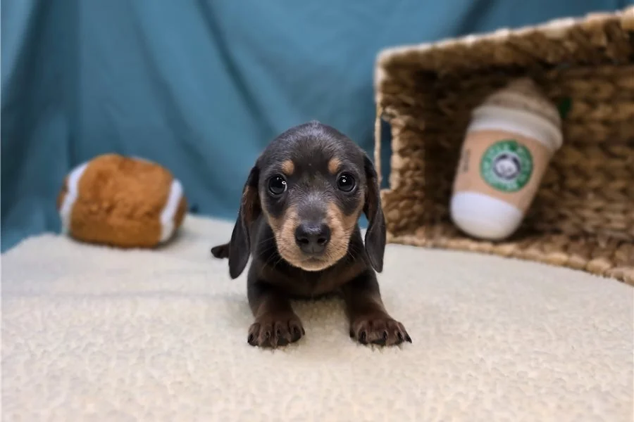 Rolling Dachshunds puppy