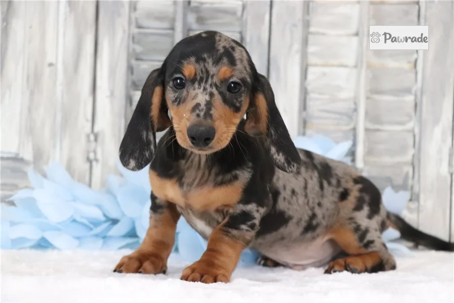 Rolling Dachshunds puppy