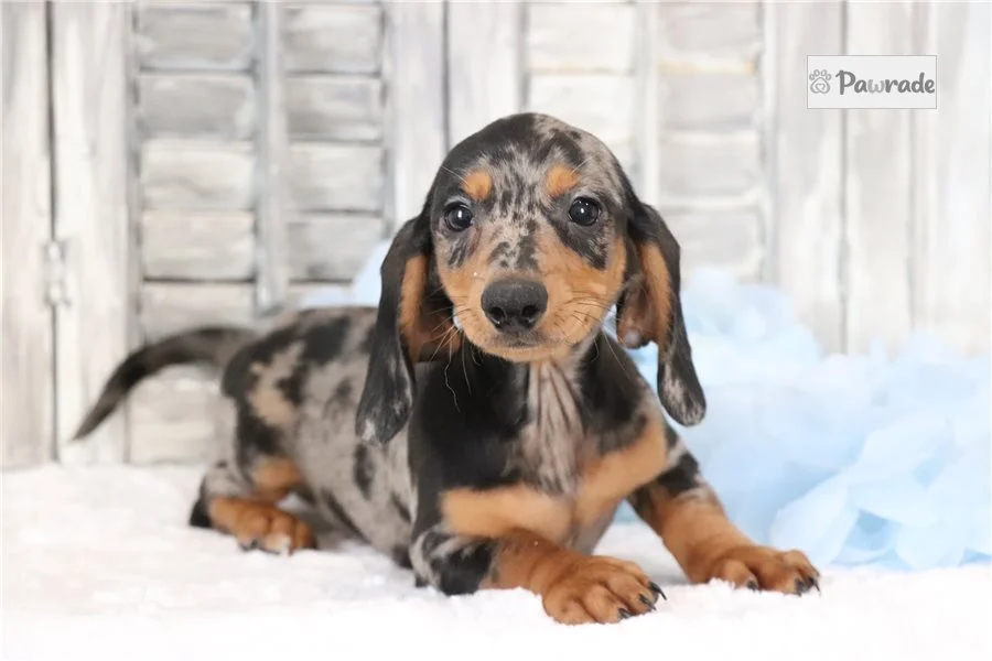 Rolling Dachshunds puppy