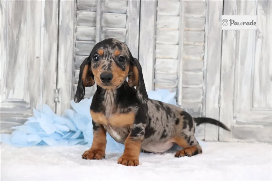 Rolling Dachshunds puppy