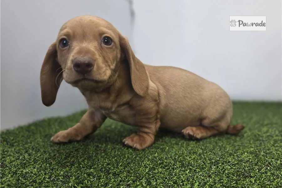 Rolling Dachshunds puppy