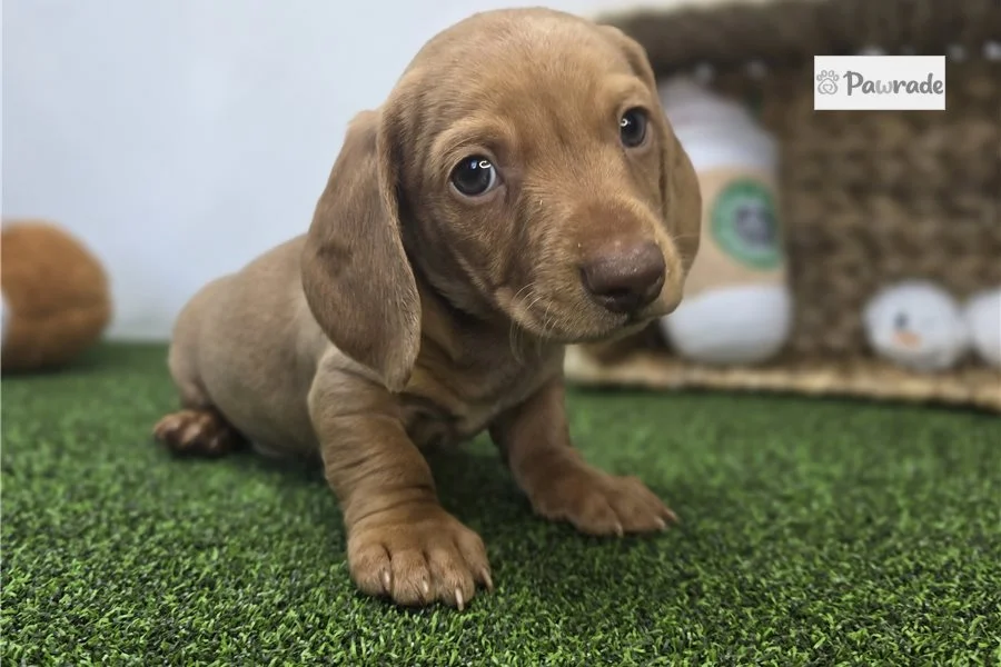 Rolling Dachshunds puppy