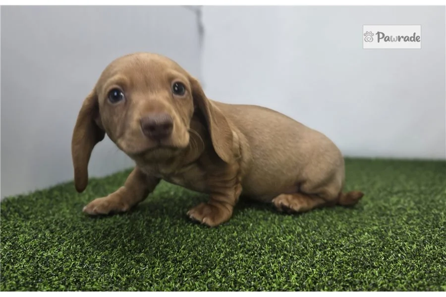 Rolling Dachshunds puppy