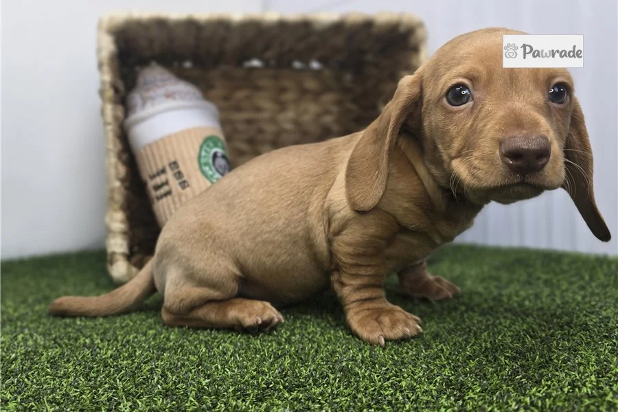 Rolling Dachshunds puppy