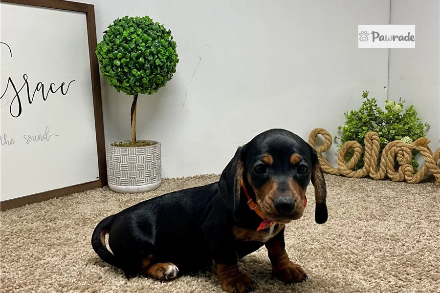 Rolling Dachshunds puppy