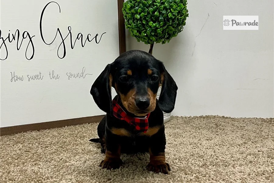 Rolling Dachshunds puppy