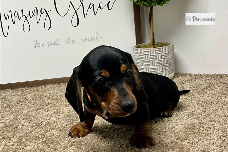 Rolling Dachshunds puppy