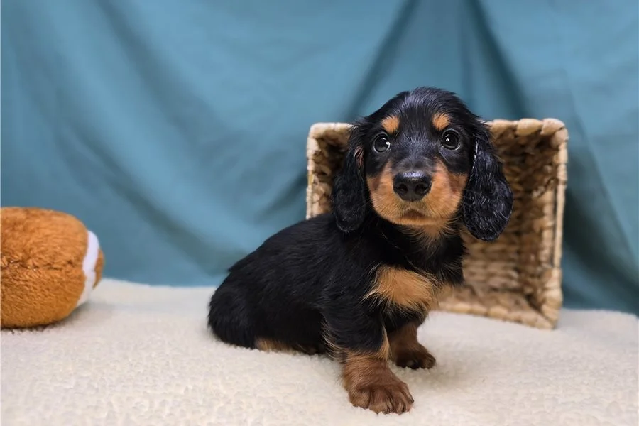 Rolling Dachshunds puppy