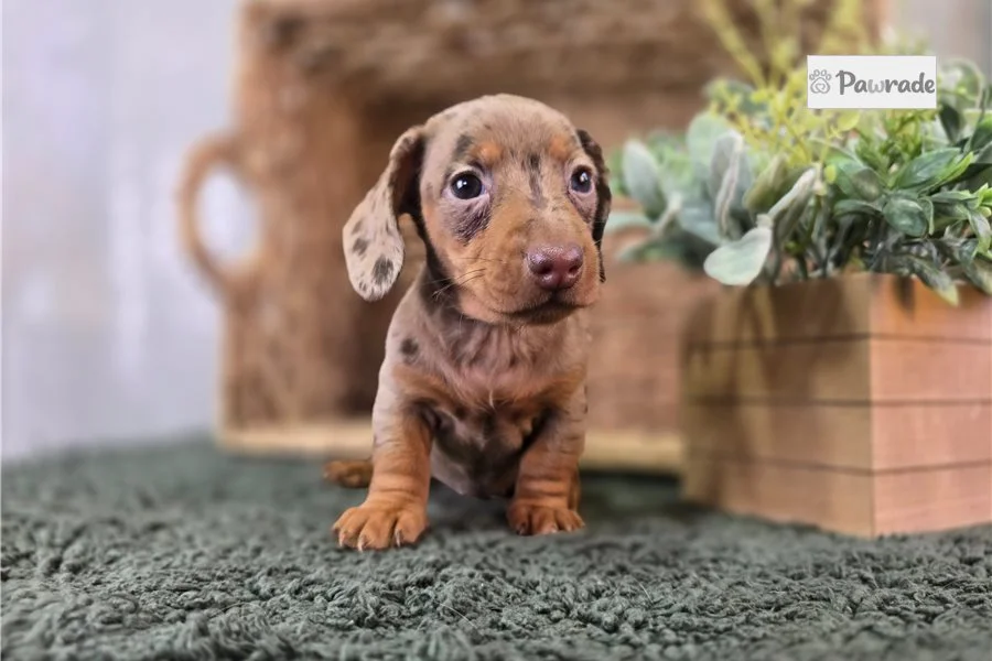 Rolling Dachshunds puppy