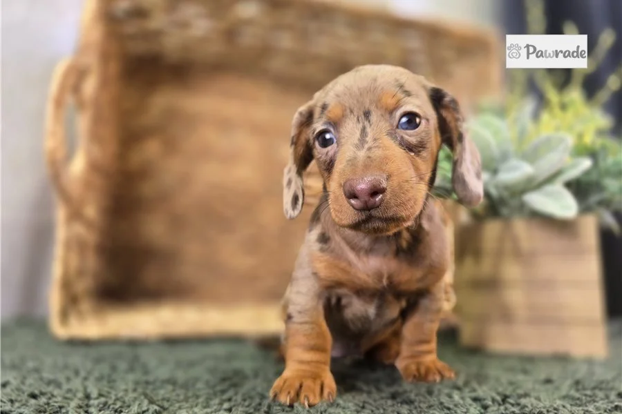 Rolling Dachshunds puppy