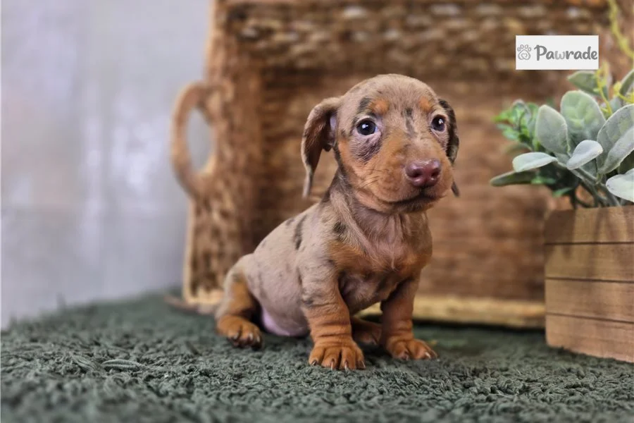 Rolling Dachshunds puppy