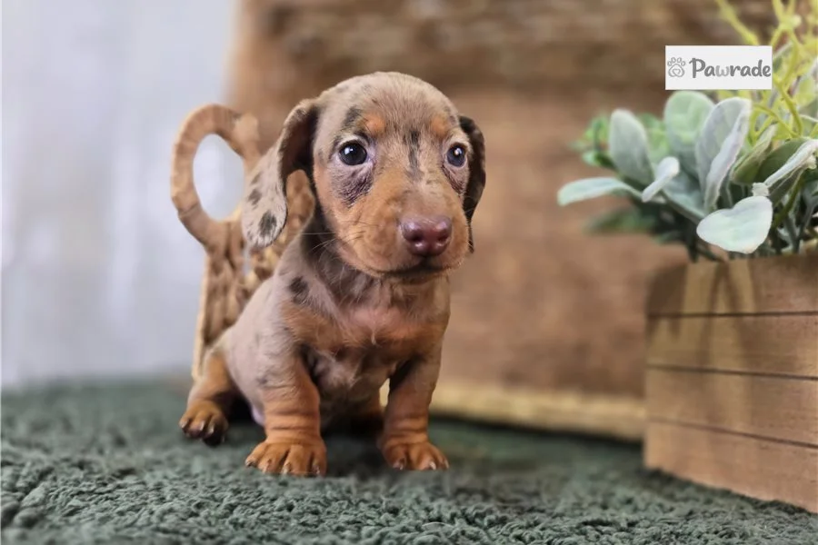 Rolling Dachshunds puppy