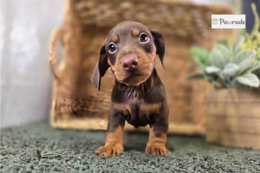 Rolling Dachshunds puppy