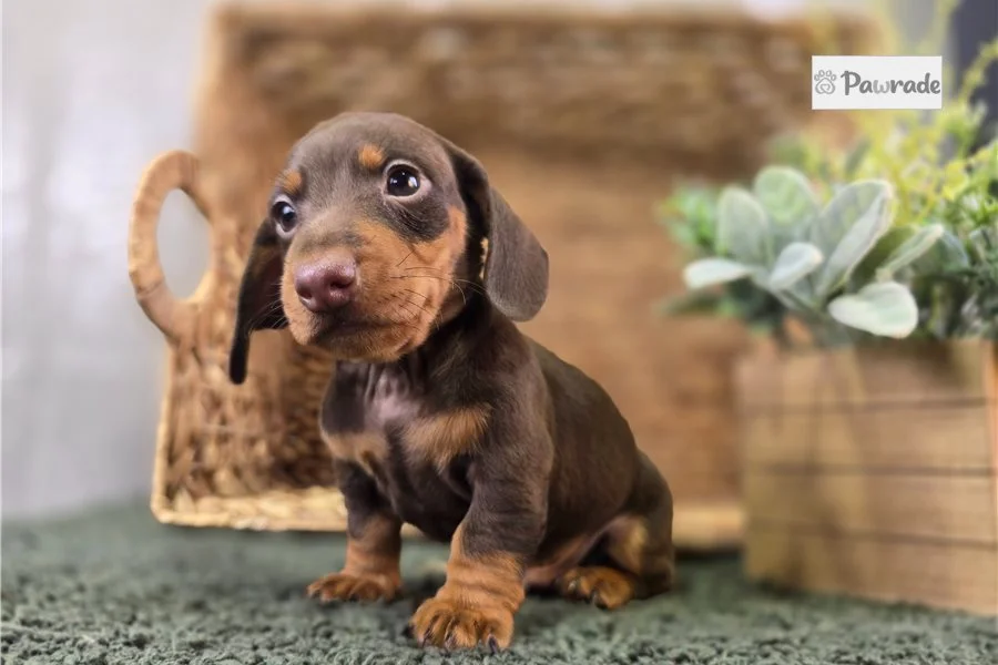 Rolling Dachshunds puppy