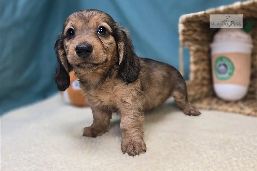 Rolling Dachshunds puppy